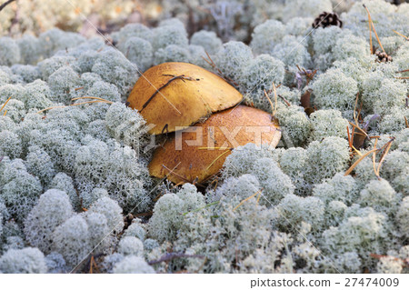 Mushrooms growing among lichen Mushrooms growing among lichen 27474009