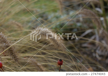 pampa gras, winter, gaerden 27474043