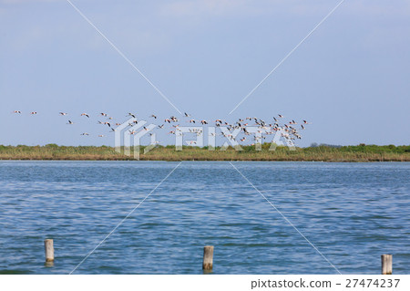 Flock of pink flamingos Flock of pink flamingos 27474237