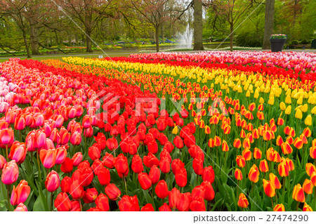 Rows of tulip flowers Rows of tulip flowers 27474290