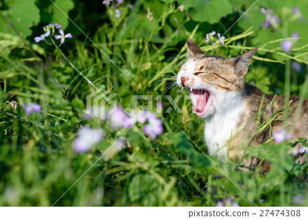 Cute cats of Aikojima cetacean white cat Yusuke with grassy flowers 27474308