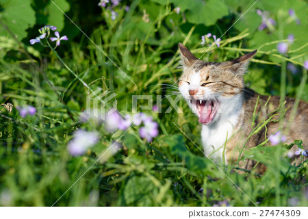 Cute cats of Aikojima cetacean white cat Yusuke with grassy flowers 27474309