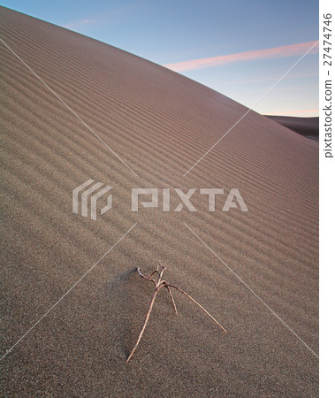 Coastal Dunes, California 27474746