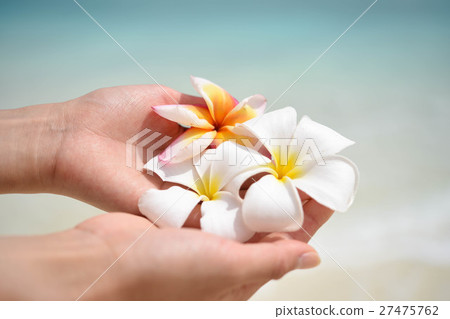 雞蛋花的女人的手出國旅游海灘 雞蛋花的女人的手出國旅游海灘 27475762