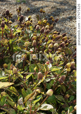 Netherlands sennichiko Netherlands sennichiko 27475826