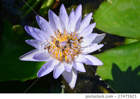 Tropical water-lily Tropical water-lily 27475925