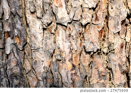 the tree side view of old wood texture in forest the tree side view of old wood texture in forest 27475939