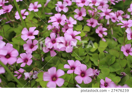 Imokatabi 1 27476239