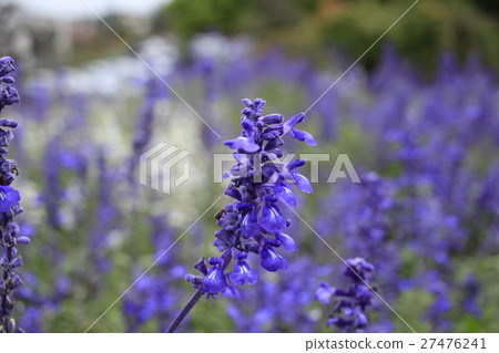 Salvia 1 Salvia 1 27476241