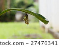 butterfly in shiny golden pupa with water drop 27476341