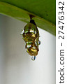 butterfly in shiny golden pupa with water drop 27476342