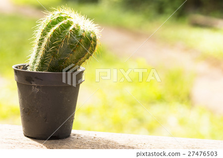 Cactus pot on wooden and green background. 27476503