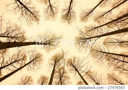 Poplar a tree Poplar a tree 27476563