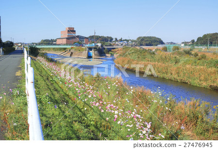 從Sakagawa和Izumi河之間的自行車道交界處看到的Sakai River Cosmos 27476945