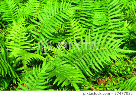 蕨類植物 蕨類植物 27477083