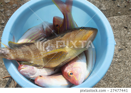 Aoiata和Itoyoridai 27477441