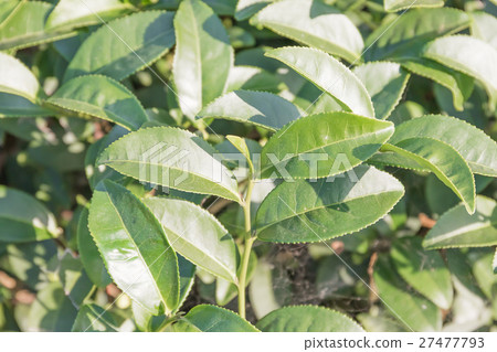 Close up Green tea plantation Close up Green tea plantation 27477793