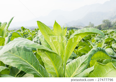 Close up Nicotiana tabacum Close up Nicotiana tabacum 27477796