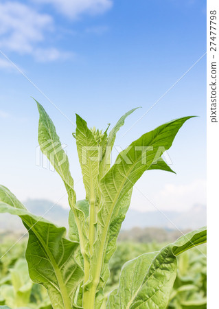 Close up Nicotiana tabacum 27477798