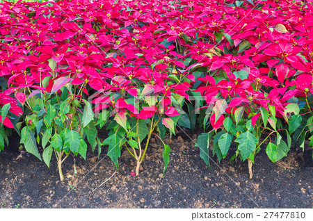 Euphorbia pulcherrima in garden Euphorbia pulcherrima in garden 27477810