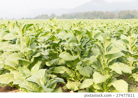Field Nicotiana tabacum Field Nicotiana tabacum 27477811