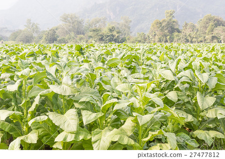 Field Nicotiana tabacum Field Nicotiana tabacum 27477812