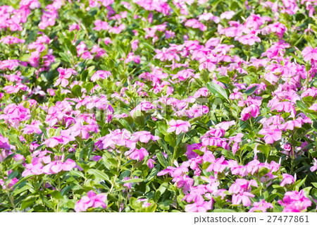 West indian periwinkle in garden West indian periwinkle in garden 27477861