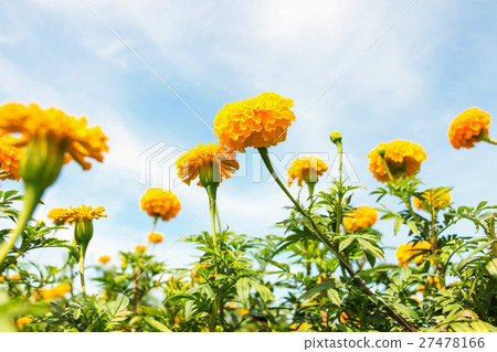 marigold flowers in garden marigold flowers in garden 27478166