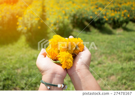 marigold in hand over the garden marigold in hand over the garden 27478167
