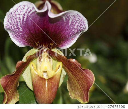 Paph. Pediram runs 27478308