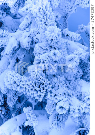 Landscape with trees covered by snow. 27478397