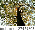 Tree of life 27479203