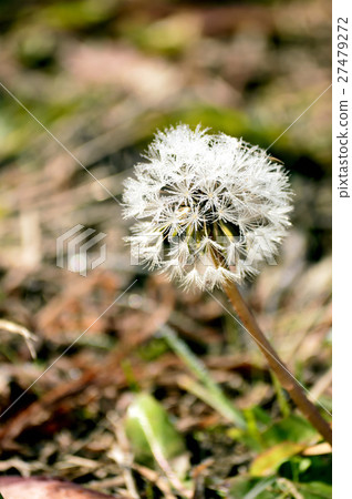 Dandelion's fluffy seasonal cheerful cosmetic makeup in morning dew 27479272