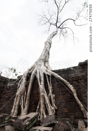 Angkor ruins group, bajumar who root roots in the rear can building 27479898
