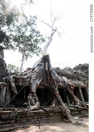 Angkor ruins group, bajumar who root roots in the rear can building Angkor ruins group, bajumar who root roots in the rear can building 27479906
