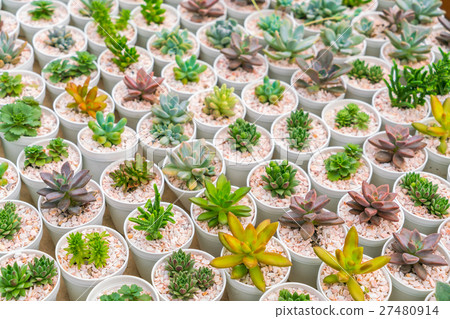 Beautiful small cactus field . 27480914