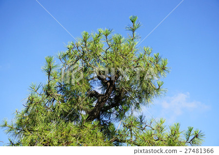 在藍天的黑松樹 27481366