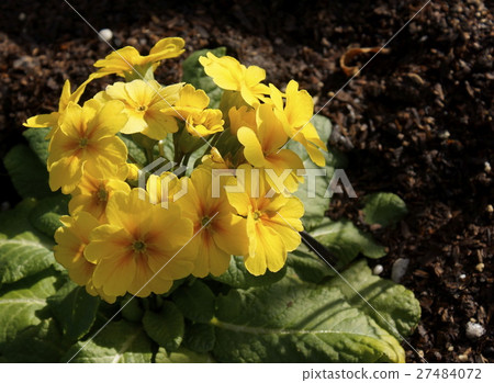 Primula family yellow flower 27484072