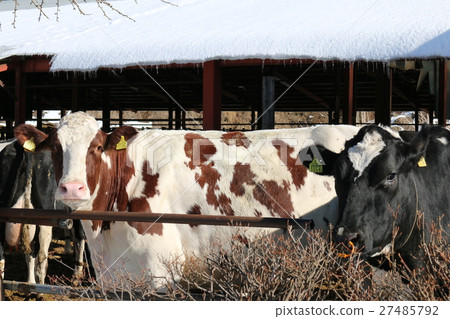 Cow  27485792