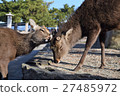 Miyajima deer 27485972