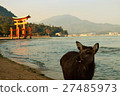Miyajima deer 27485973