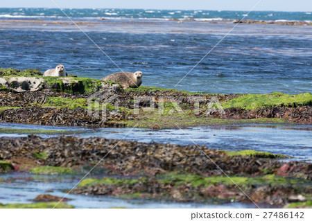 Sea lion in Ireland 27486142