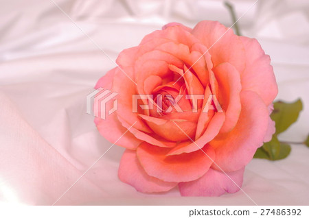 Apricot color roses on sheets Apricot color roses on sheets 27486392