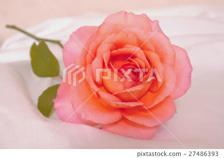 Apricot color roses on sheets 27486393