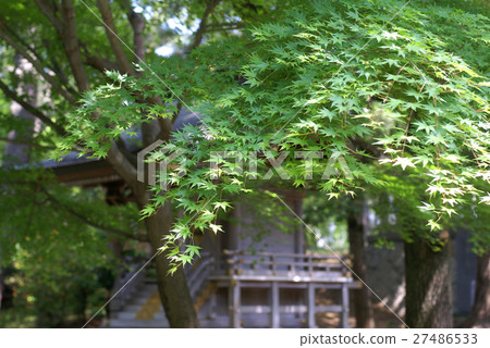 New green Momiji New green Momiji 27486533