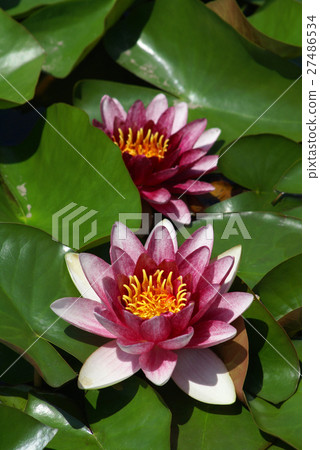 睡蓮鮮花 睡蓮鮮花 27486534
