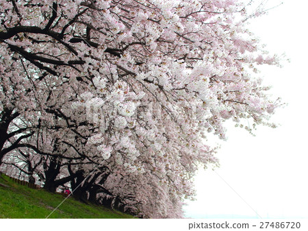 櫻花粉紅色和白色漸變 櫻花粉紅色和白色漸變 27486720