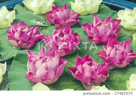 a lotus flower a lotus flower 27487075