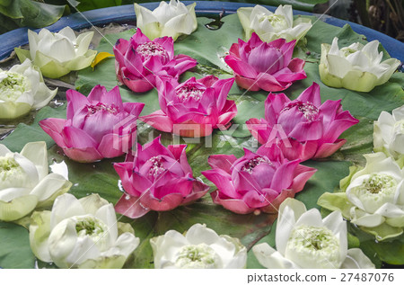 a lotus flower 27487076