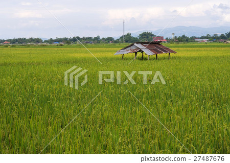 Rice field & mountain along road in Thailand rural Rice field & mountain along road in Thailand rural 27487676